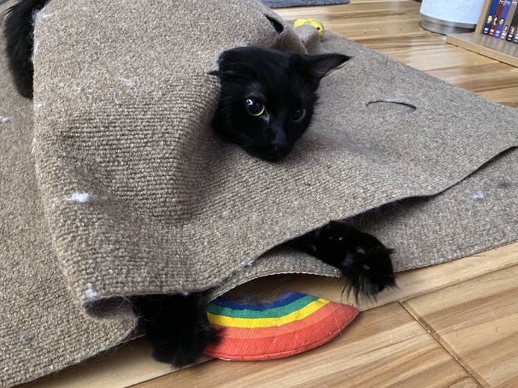 Мы тут в прятки поиграли, хвост и лапы потеряли