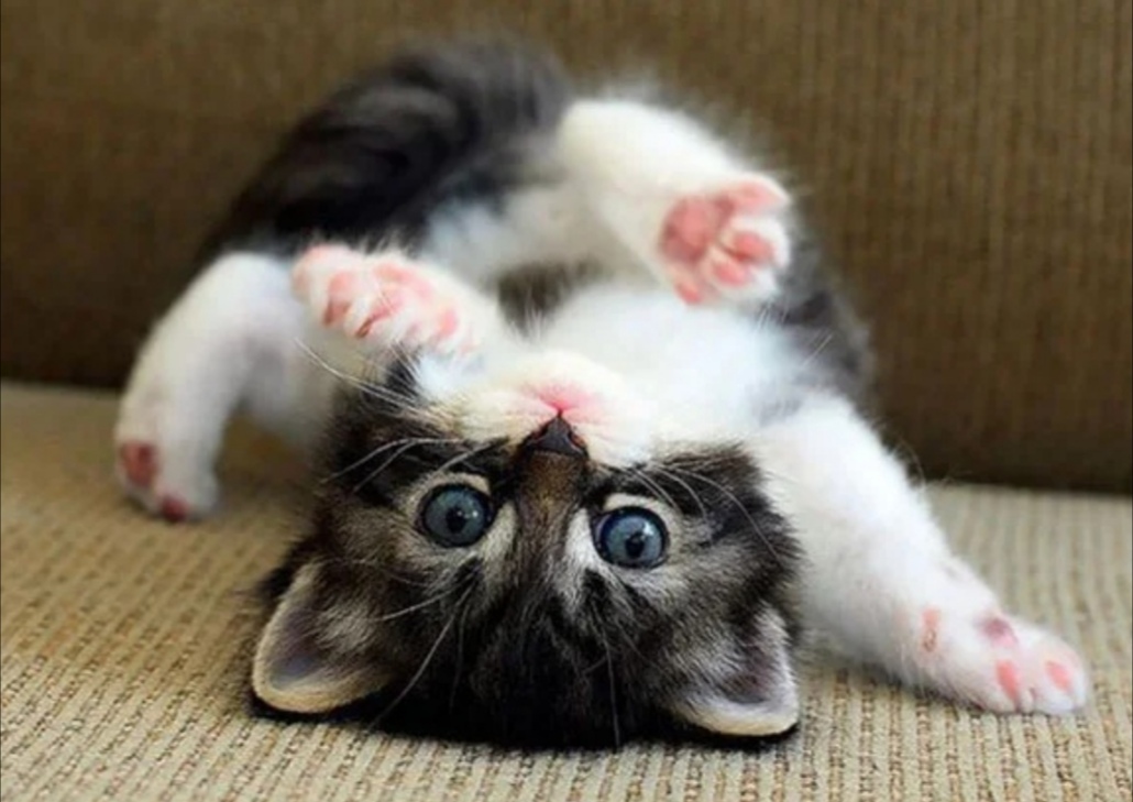 Вверх тормашками, жить веселее