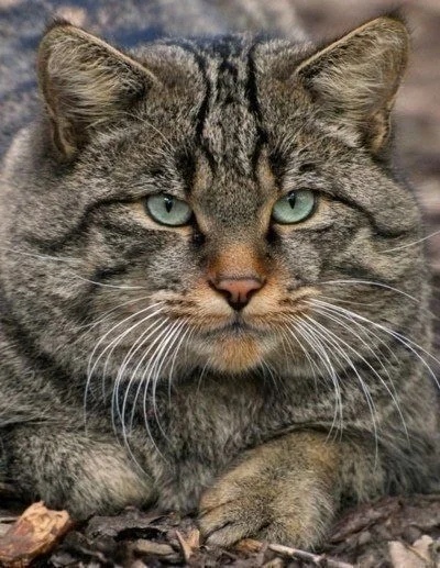 Чтобы выжить в нашем мире - надо быть сильным