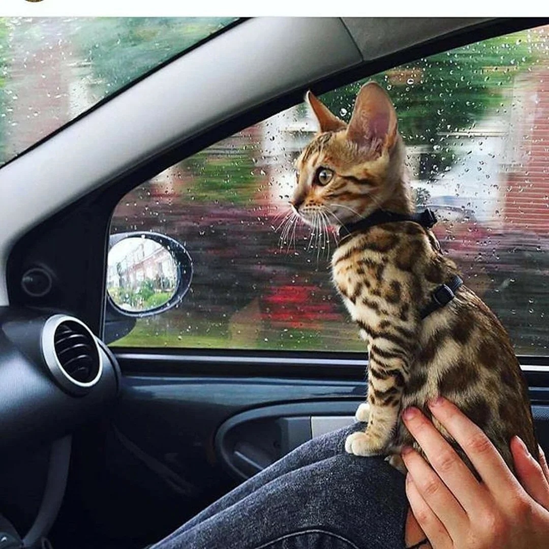 Автопрогулка в дождь