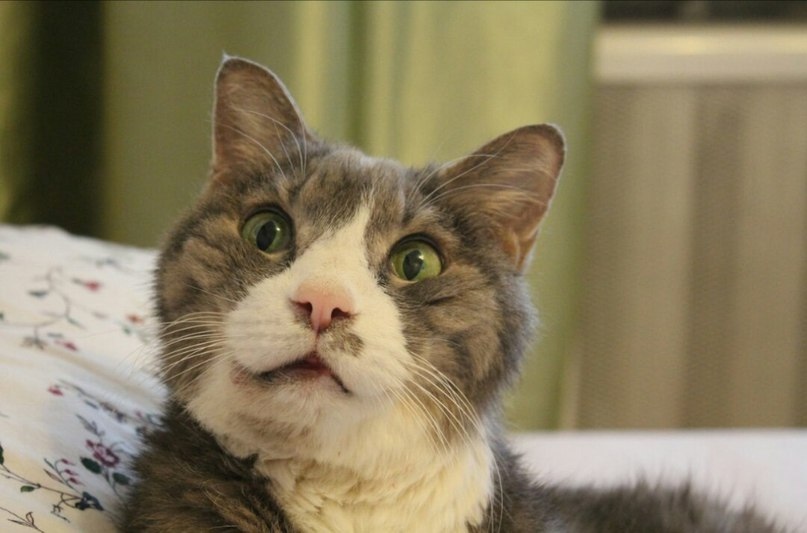 Мои вкусняшки подорожали, что же я буду кушать