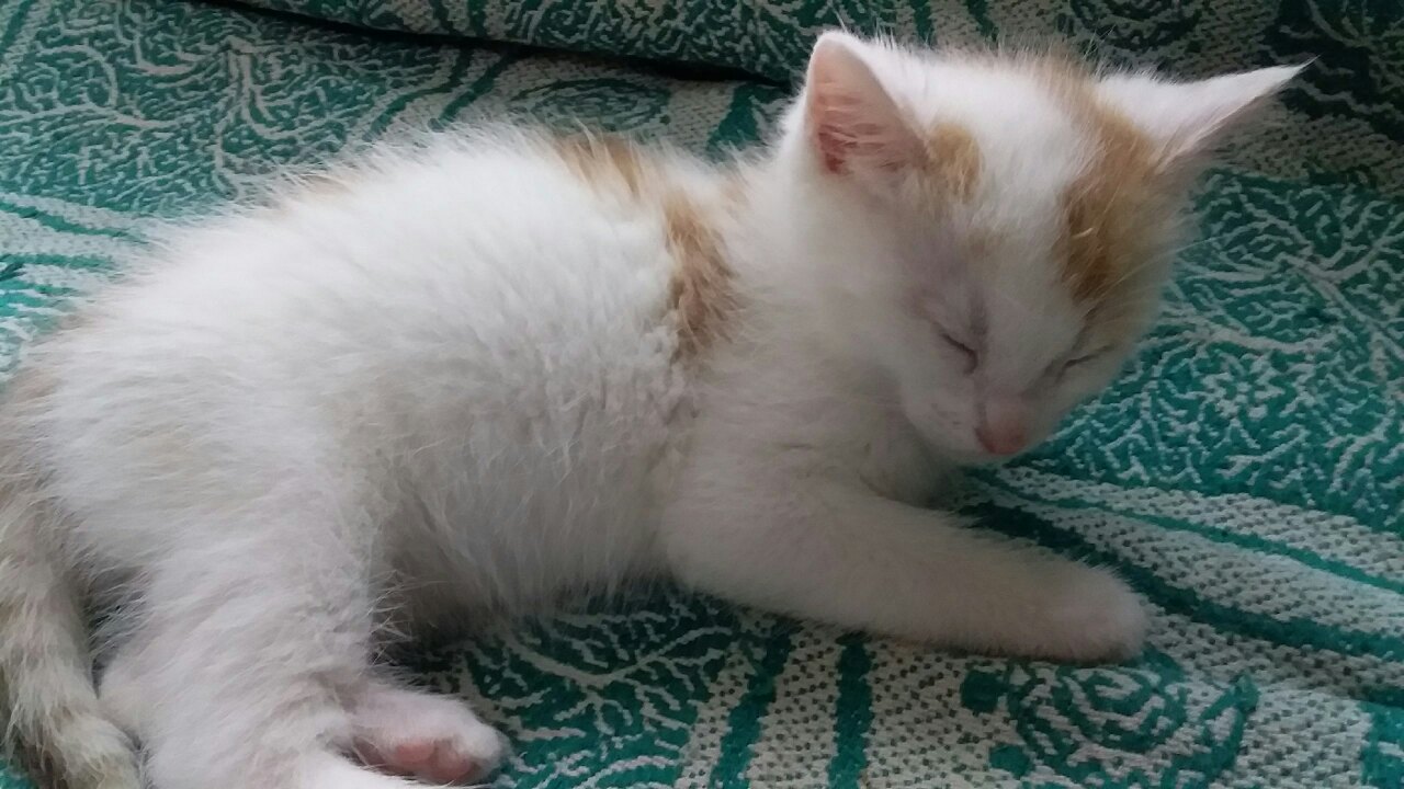 И не пытайтесь, меня будить