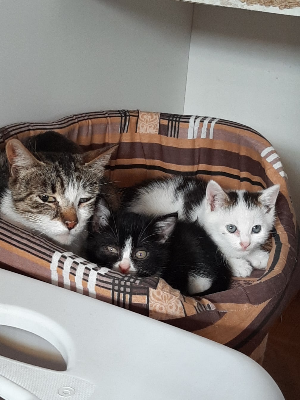 Мы играться не хотим, лучше с мамой полежим