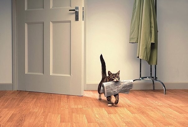 Хозяин, вставать пора