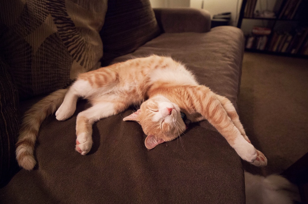 Пока хозяева денежки зарабатывают, я отдыхаю