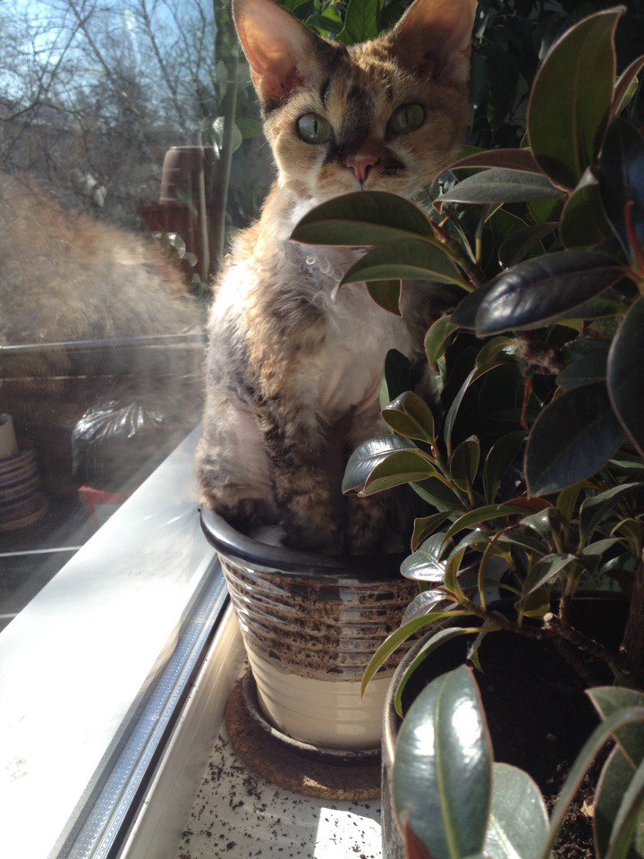 Пока хозяйка не видит, побуду цветочком