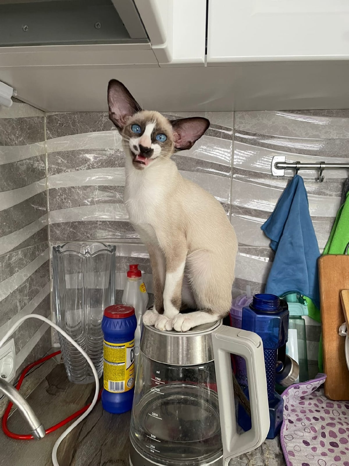 Чайник отдам, когда получу вкусняшки