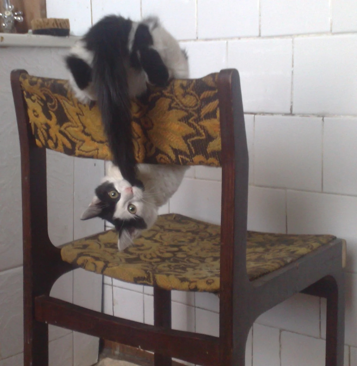 Хвост баловался, а я его поймал