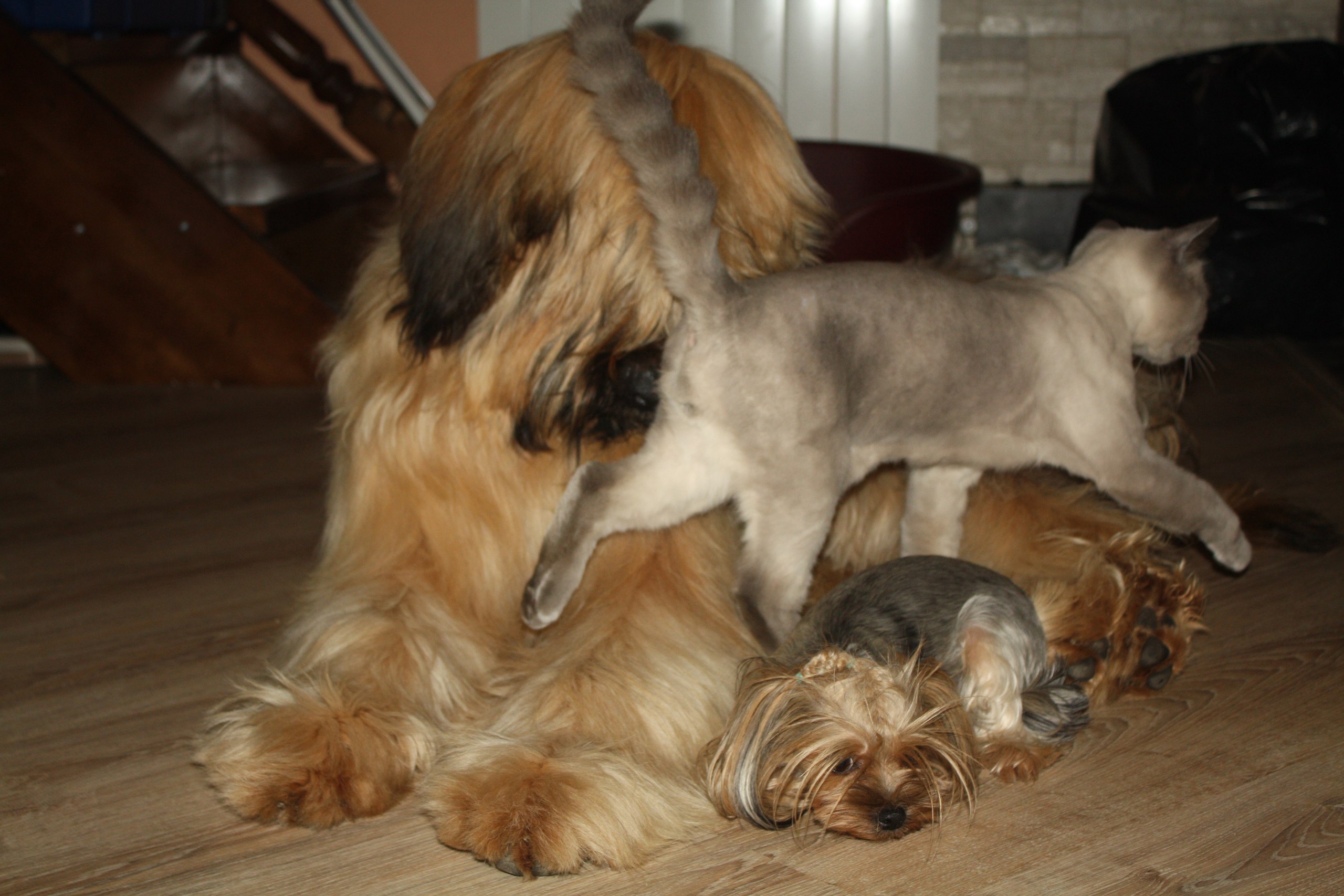 Ребят, пошли на кровати поваляемся, пока хозяев нет дома