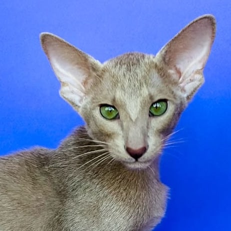 Хотите утонуть, в зелёной пучине моих глаз