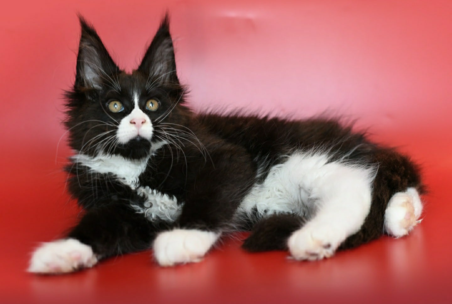 А, я лежу и никого не трогаю