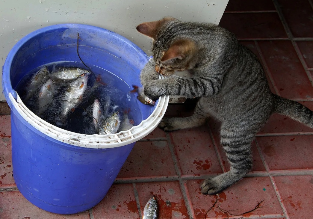 Пойду, Мурке рыбку отнесу, скажу - сам поймал