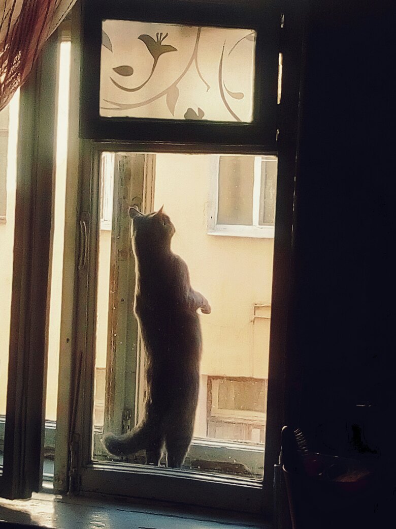 Соседка, выгляни в окошко