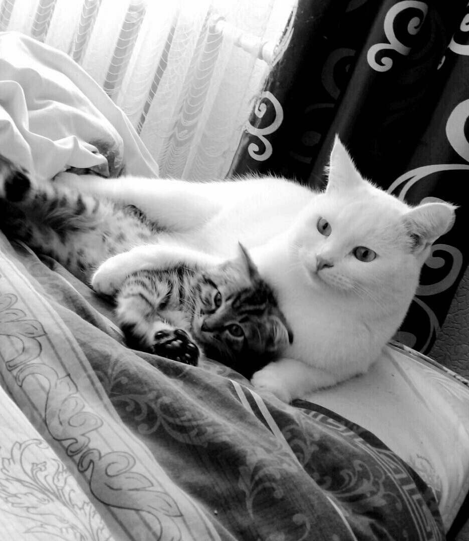 Спи моя радость, усни