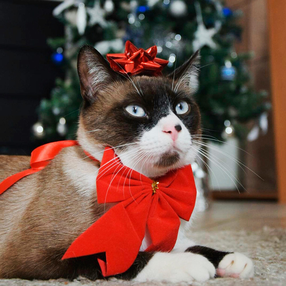 Я хотел подарочек получить, а не стать им