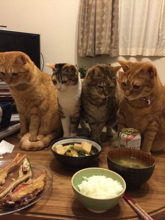 На столе так много вкусняшек, а они рыбу едят