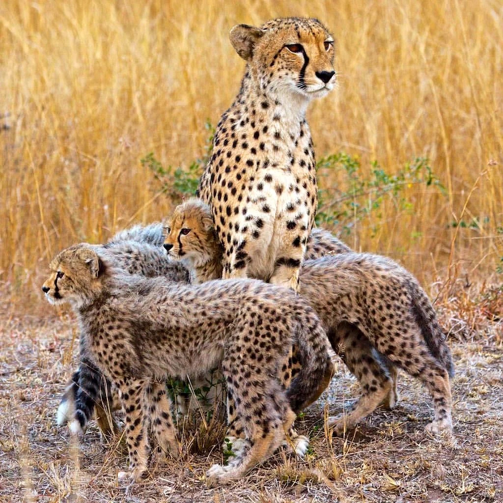 Мамочка, разрешила гулять возле себя