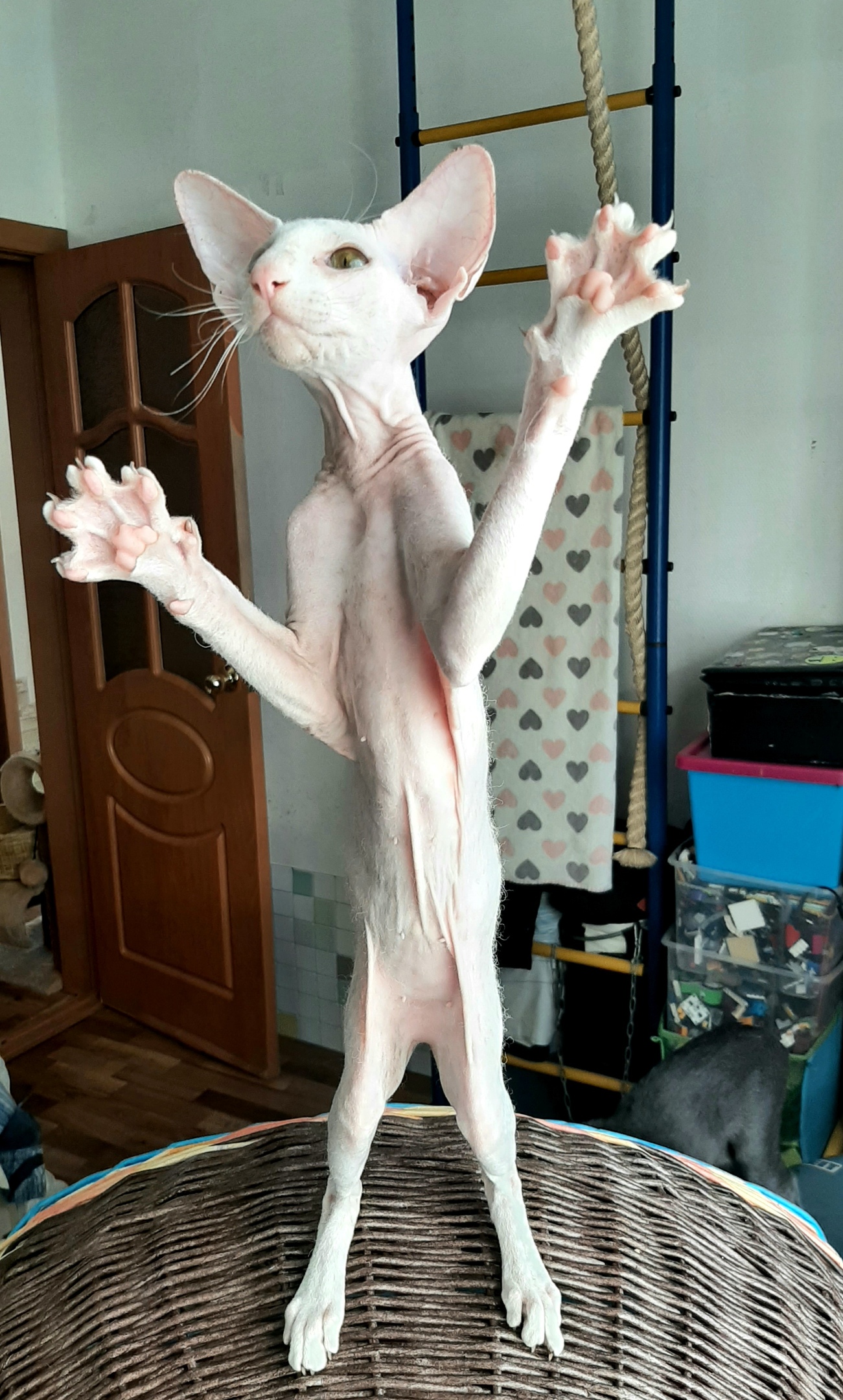 Хозяева ушли на работу, я так счастлива