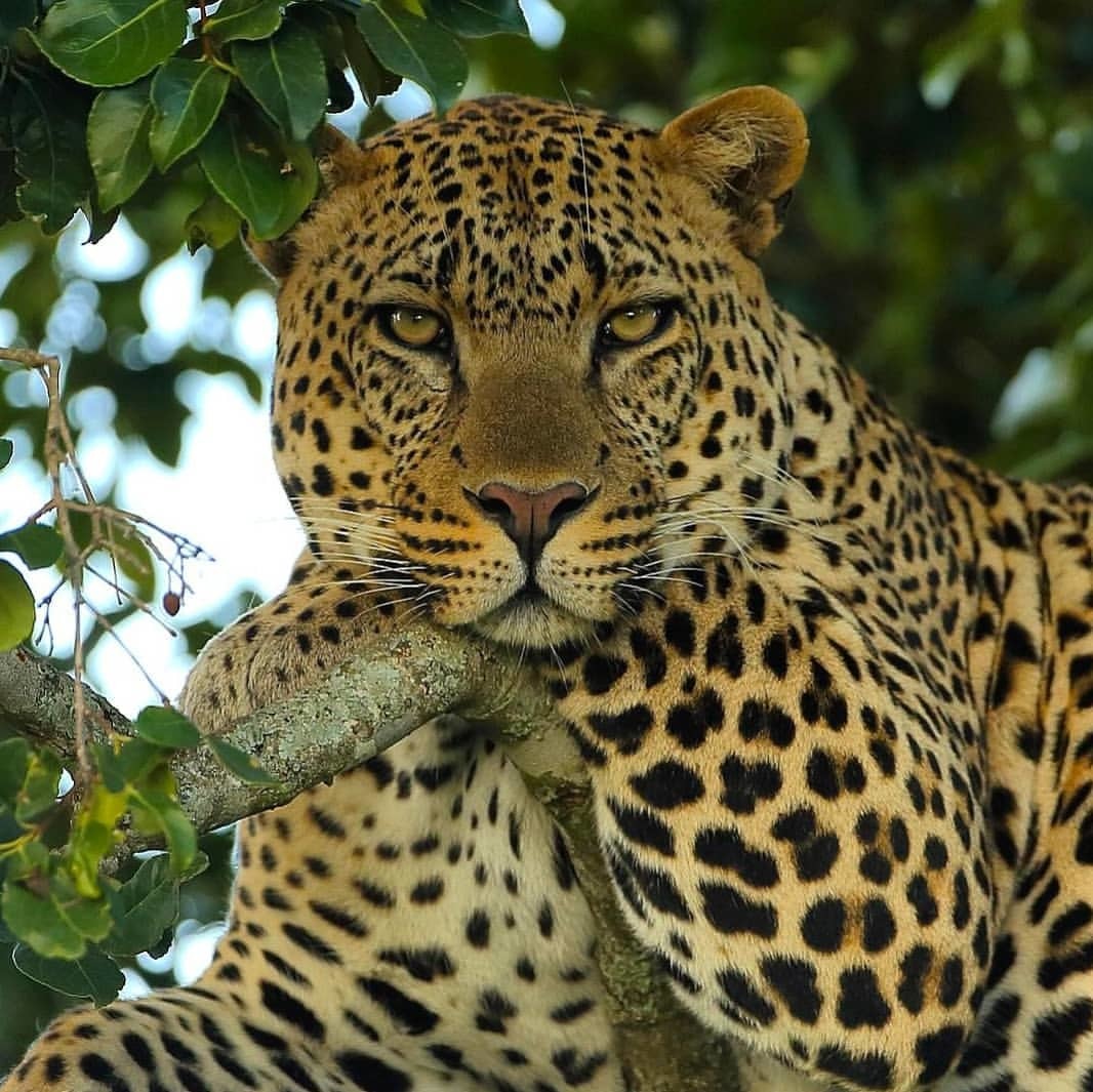 После пробуждения, приятно понежиться на ветке