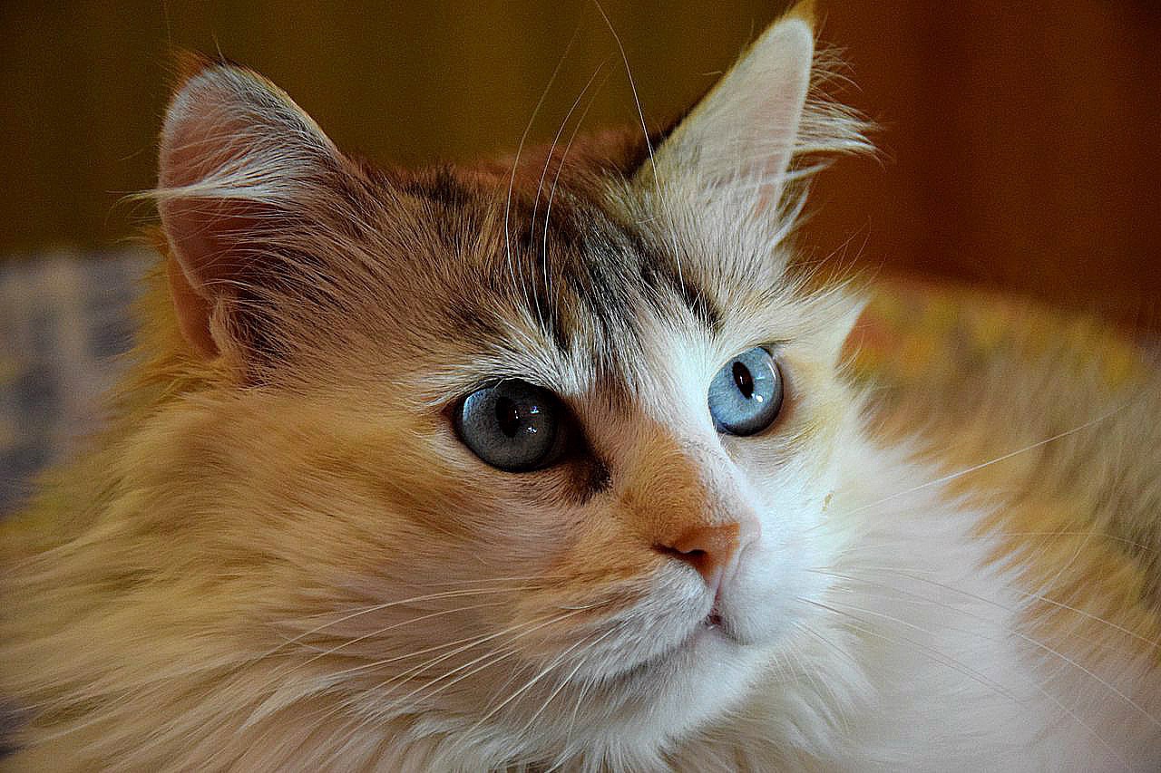 Кажется, кто - то давно меня не гладил