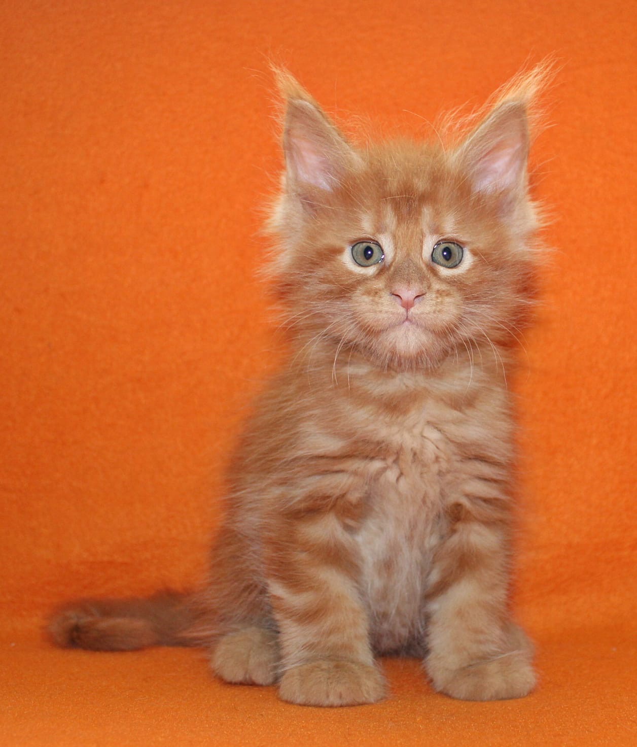 Рыжий кот - счастье в дом