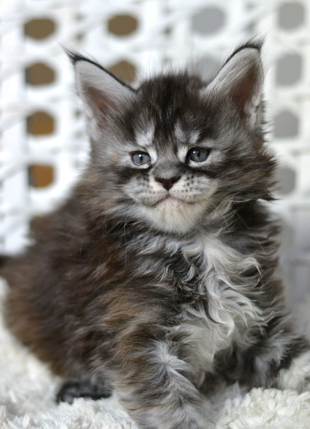 Чем - бы заняться, такому красавцу