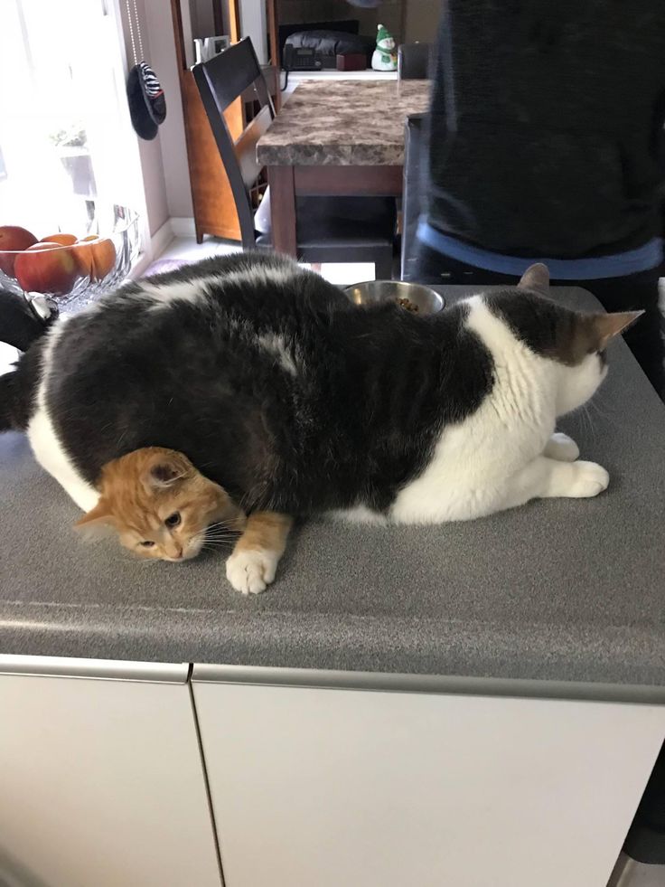 Мадам, ваша фигура меня расплющит