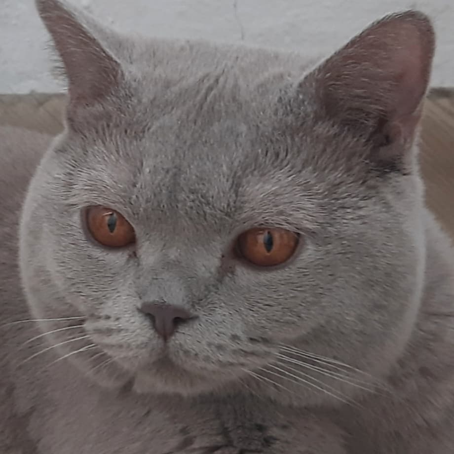 Когда же, хозяева догадаются завести мне друга