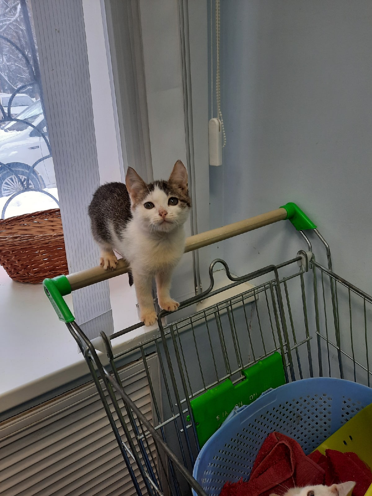 Мы живём в магазине, пока не нашли хозяев