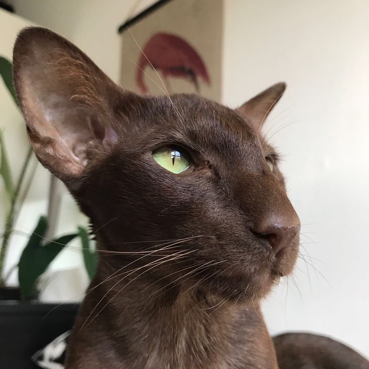 Я такой красавчик, что сам собой восхищаюсь