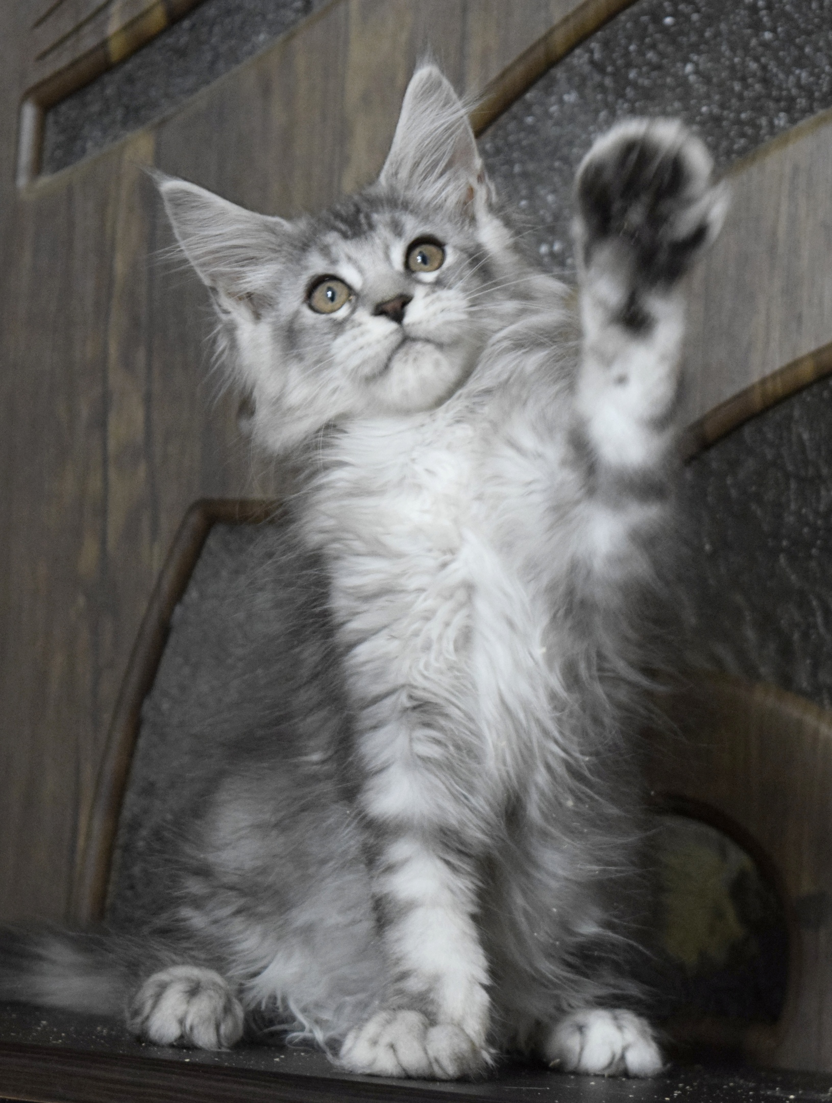 Человек, дай лапу