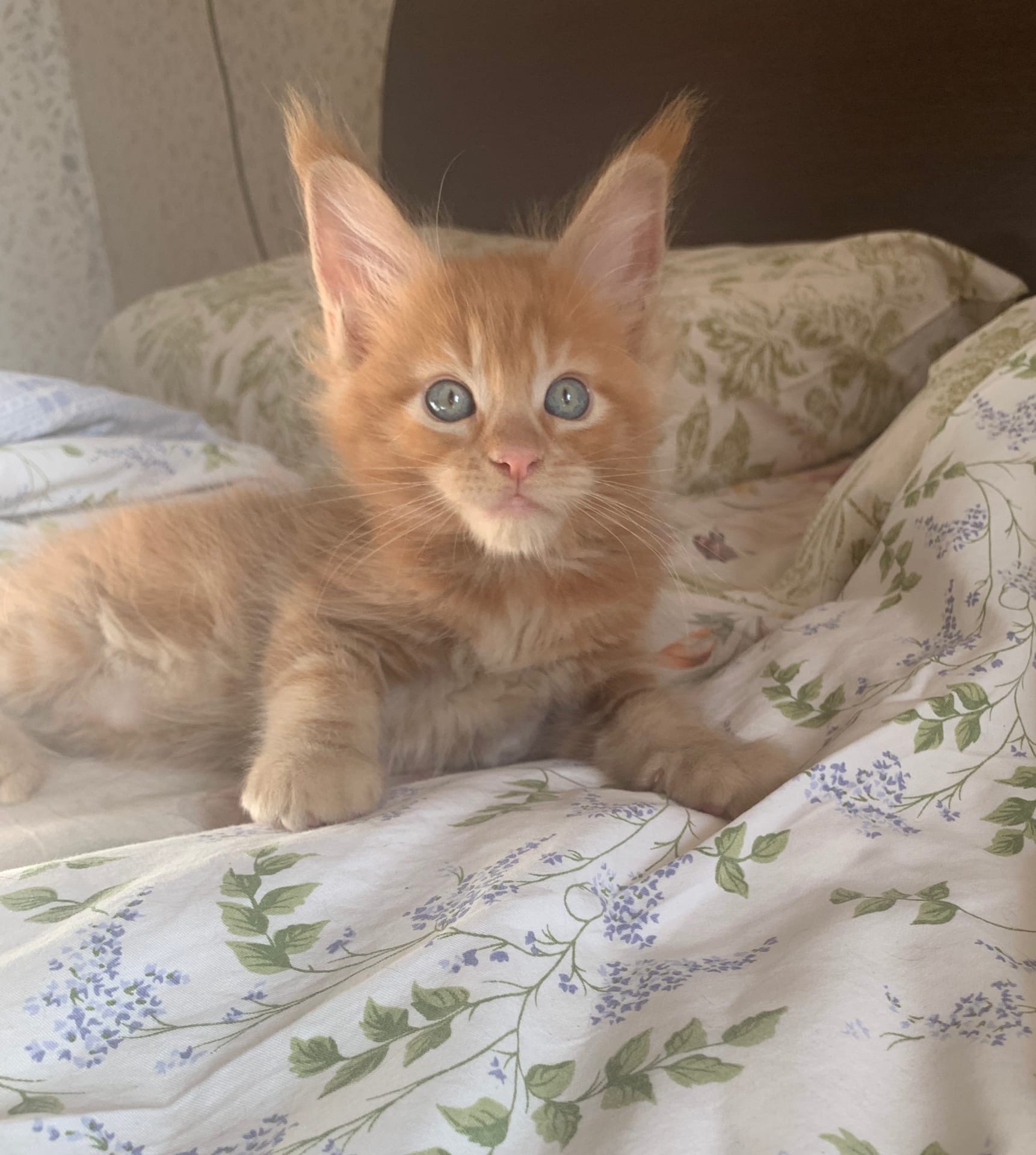 Что - то, я сегодня разоспался