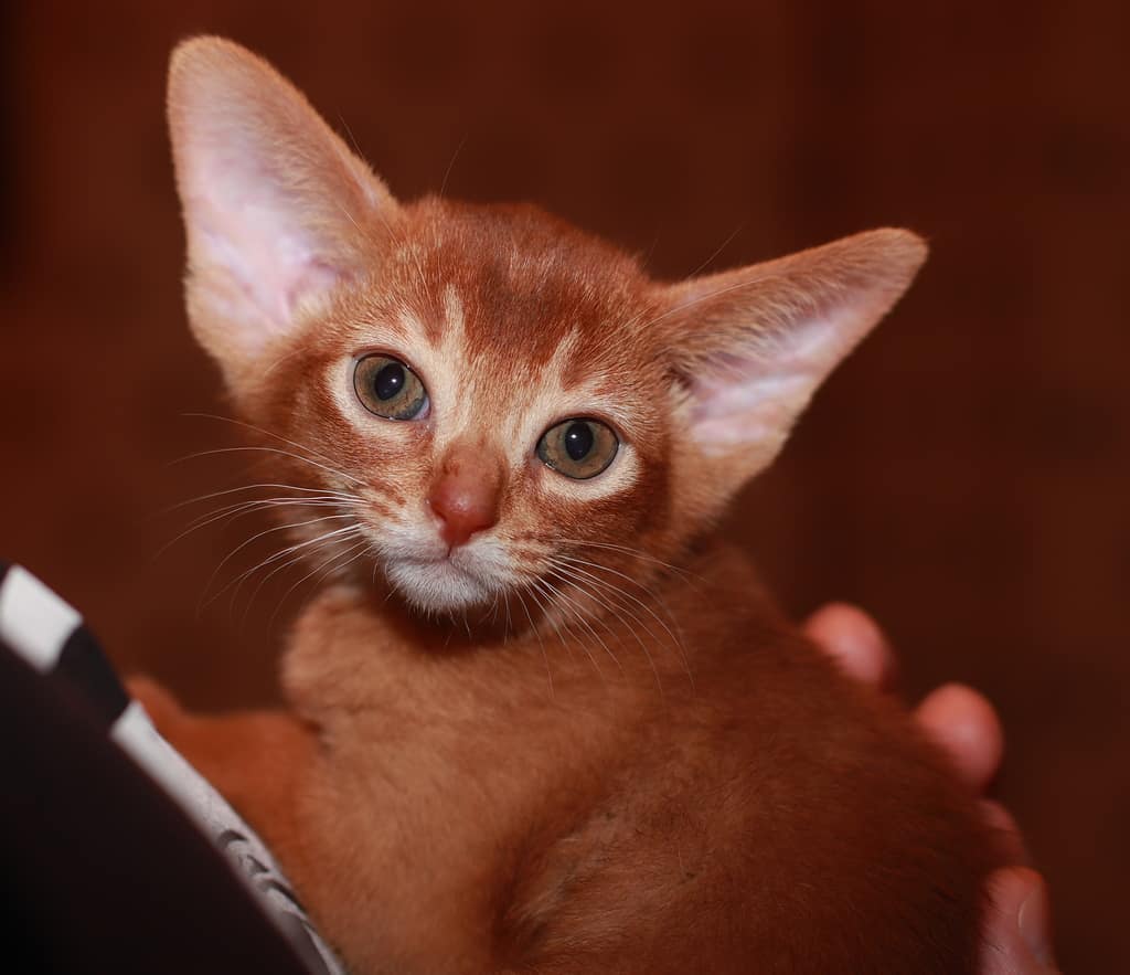 А я, тут сижу, нянчиюсь