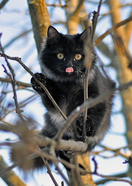 Птичку поймаю, будет обед