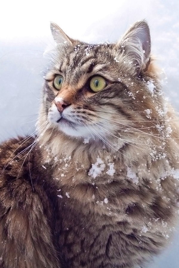 Кажется, мне пора домой, пока не замёрзла