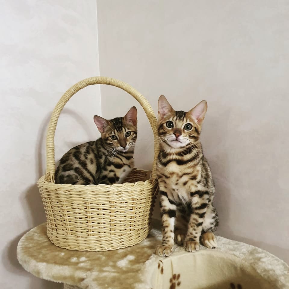 Я, как джентльмен, постою у корзины