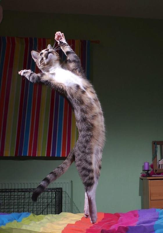 Балет, тобой я грезю