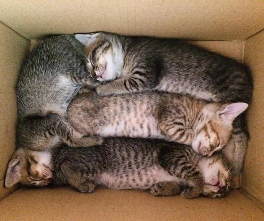 Утрамбовались