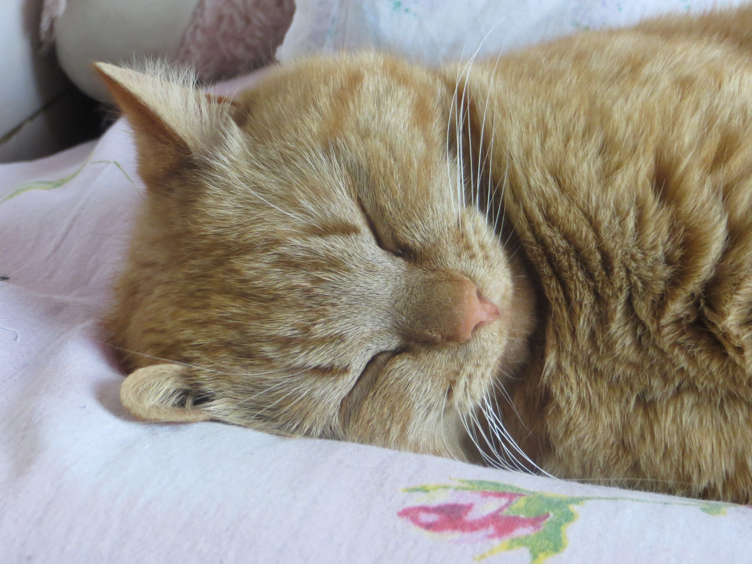 Всем спокойной ночи и приятных снов