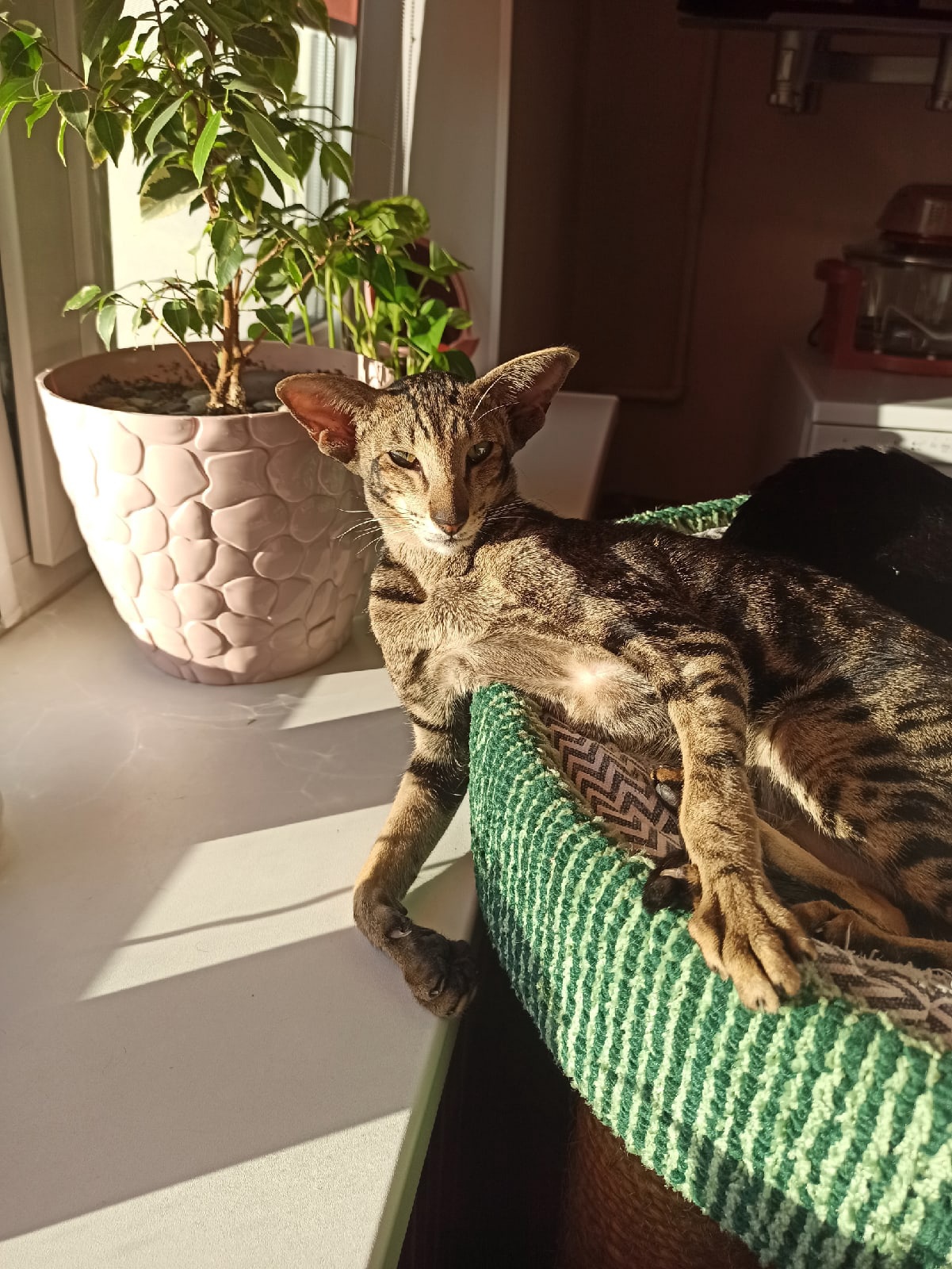 Жить хорошо, а хорошо жить - ещё лучше