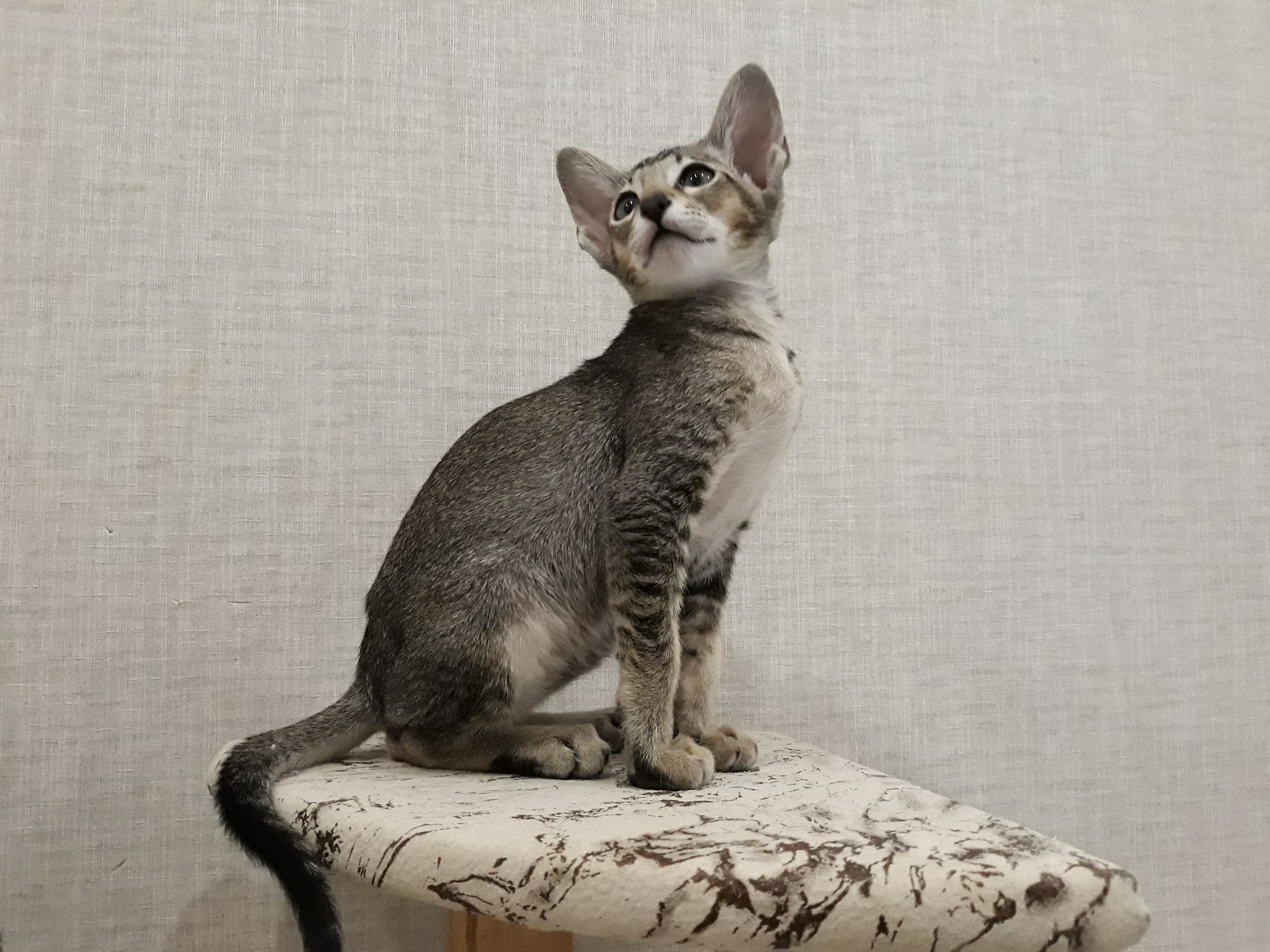 Очаровательный дружочек