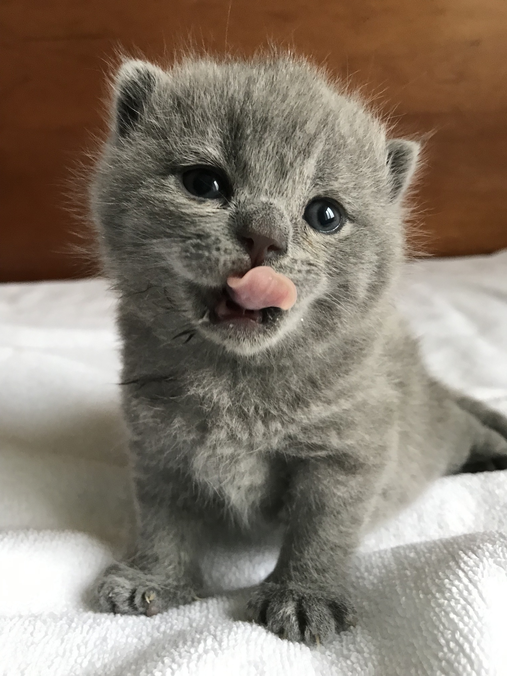 Оказывается, помимо молочка, есть много другой вкуснятины