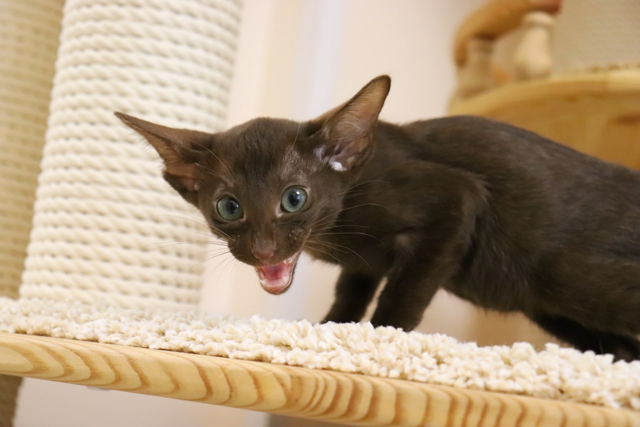 Куда, подевались мои игрушки