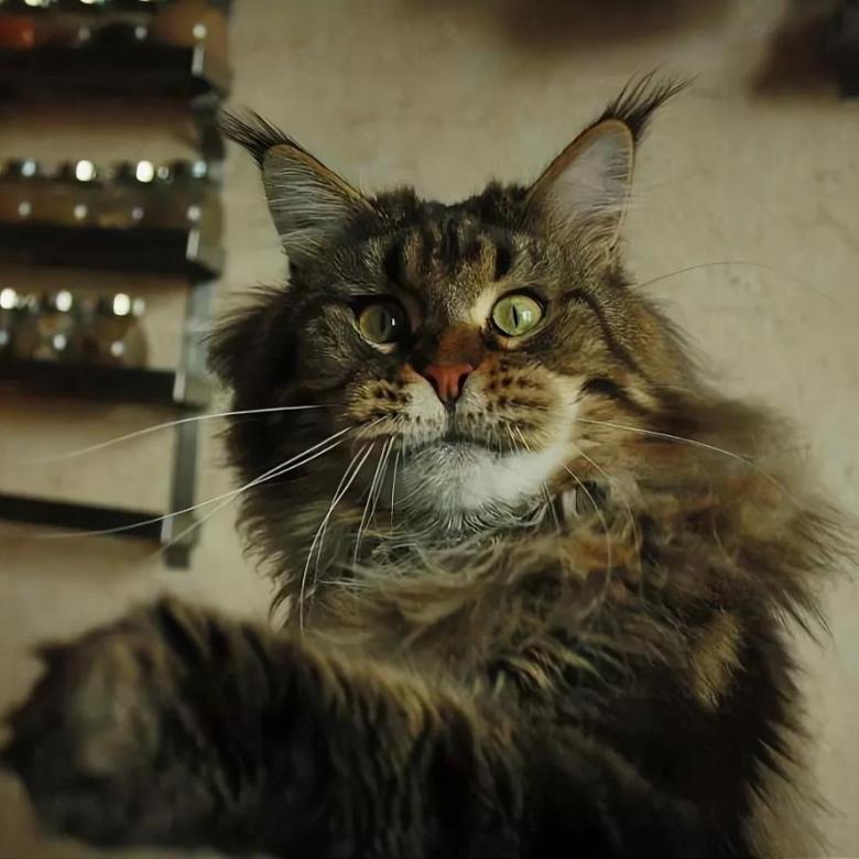 Где мой завтрак, где моя кашка