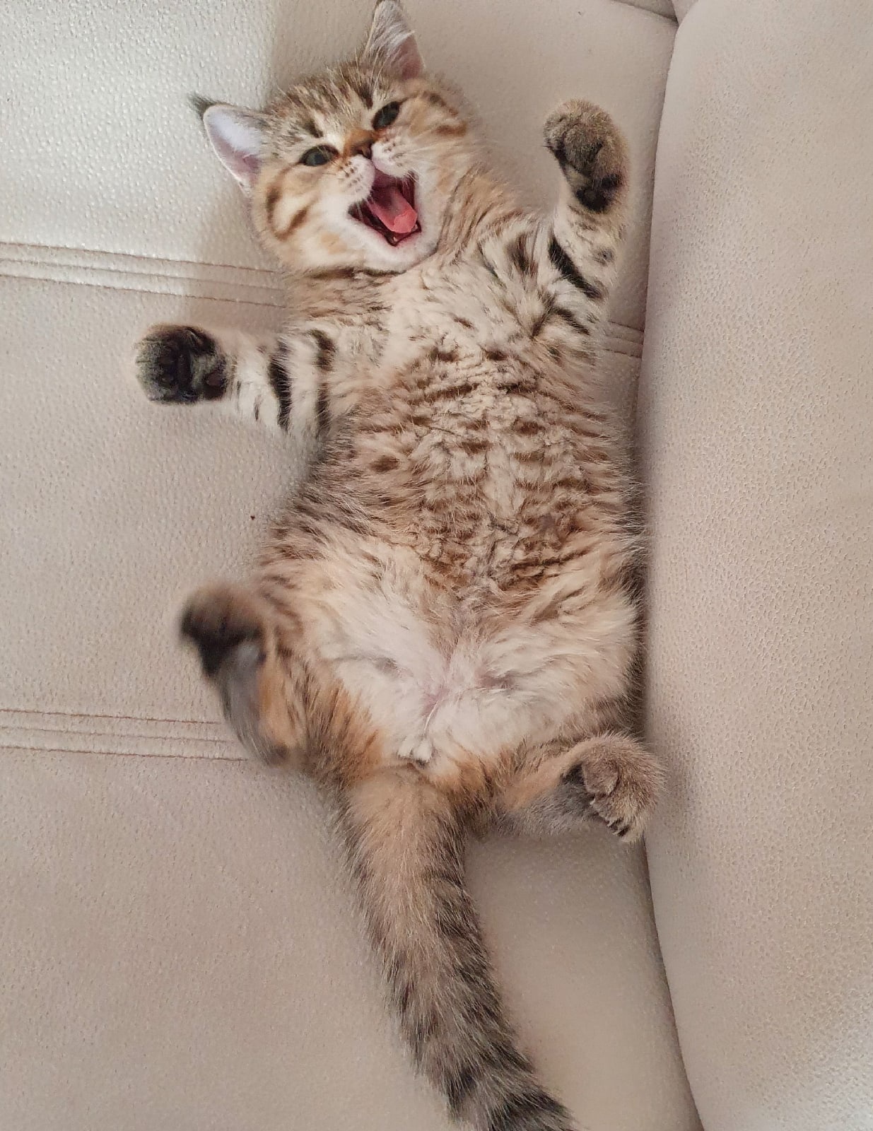 Я весёлый озорник, со мною не соскучитесь