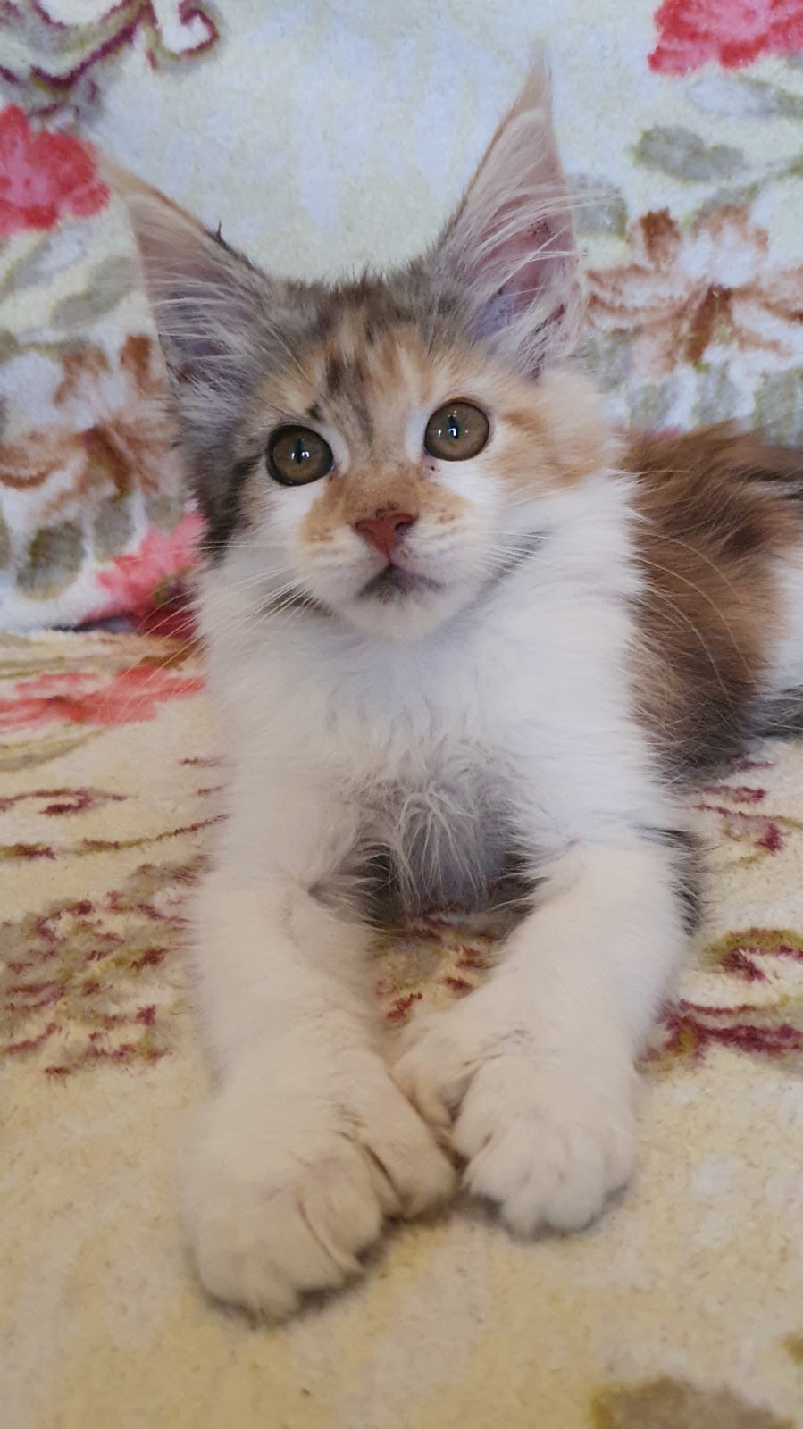 Мне завтрак сюда принесут, или на кухню придётся идти