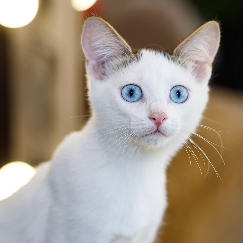 Эти глазки, эти голубые глазки