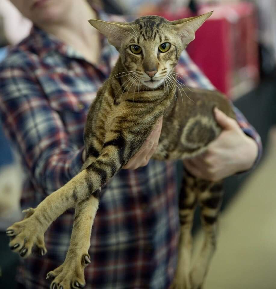 Трепещите, от моей красоты и элегантности