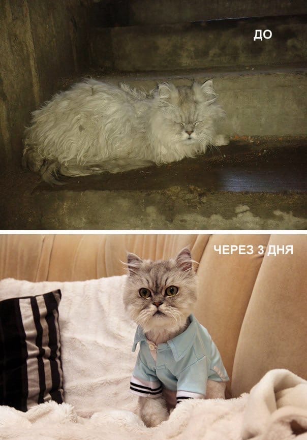 Чудесное преображение