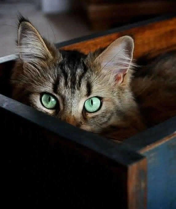 Я в засаде, всё вижу и слышу